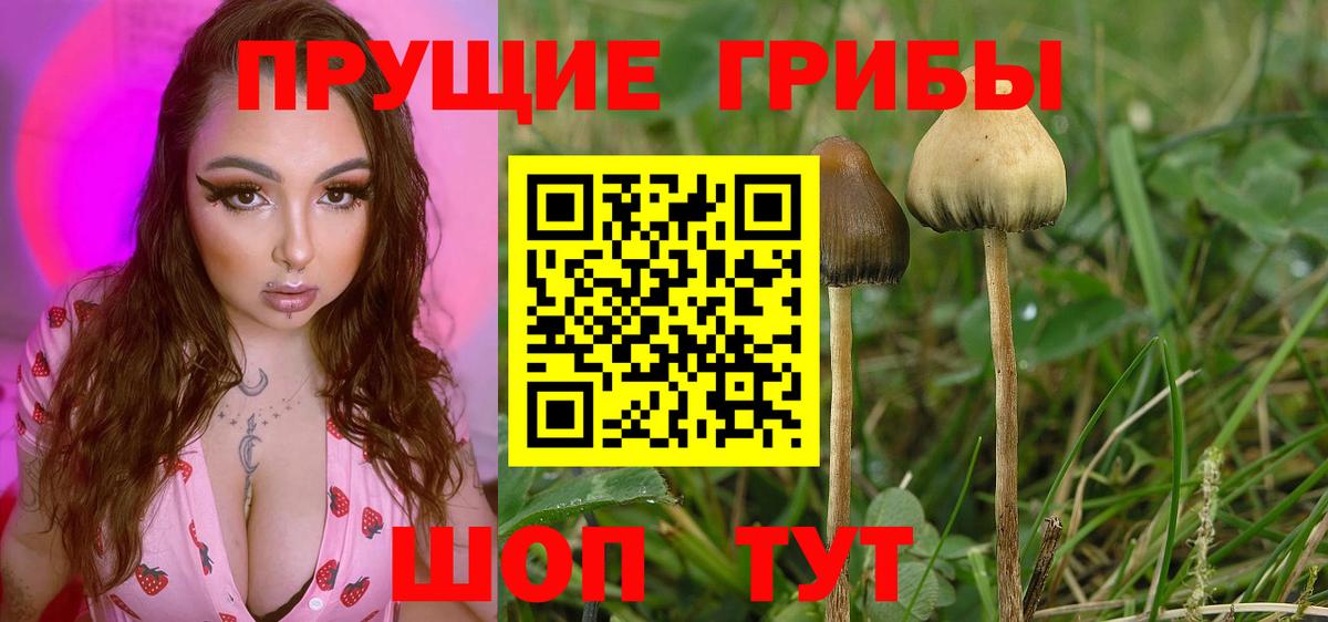 Галлюциногенные грибы Psilocybine cubensis  Чернушка 